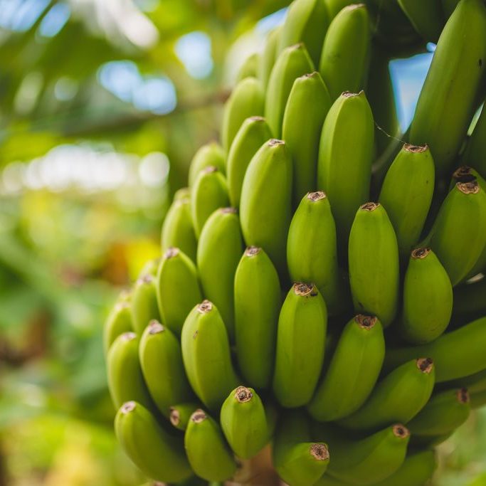 banana